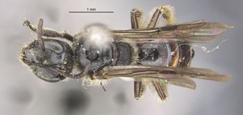 Media type: image;   Entomology 27462 Aspect: habitus dorsal view
